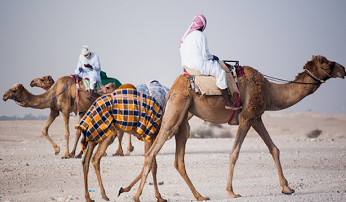 Ministry of Commerce and Industry Announces Investment Opportunities in New Camel Market